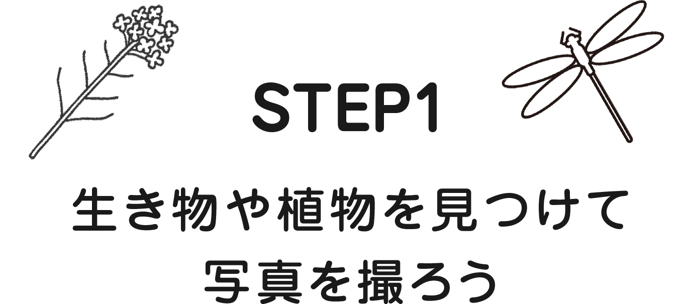 STEP1 生き物や植物を見つけて写真を撮ろう