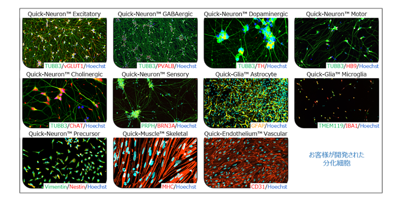 お客様が開発された分化細胞の画像