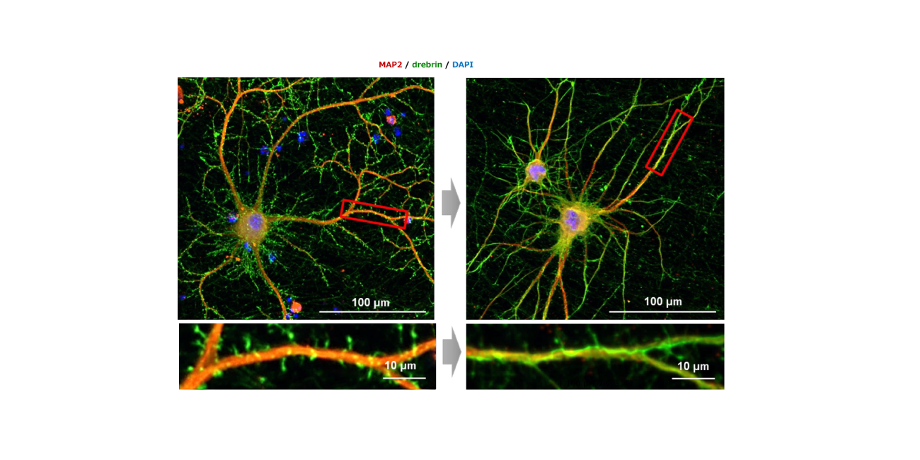 拡大画像を表示