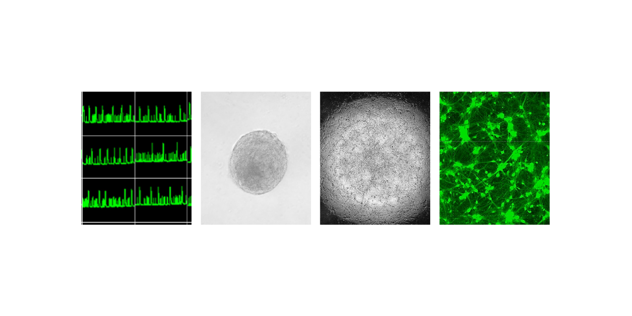 拡大画像を表示