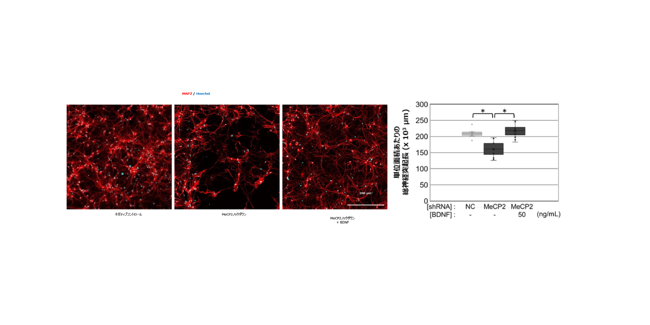 拡大画像を表示