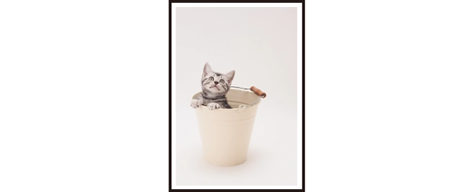 フチありのサンプル画像